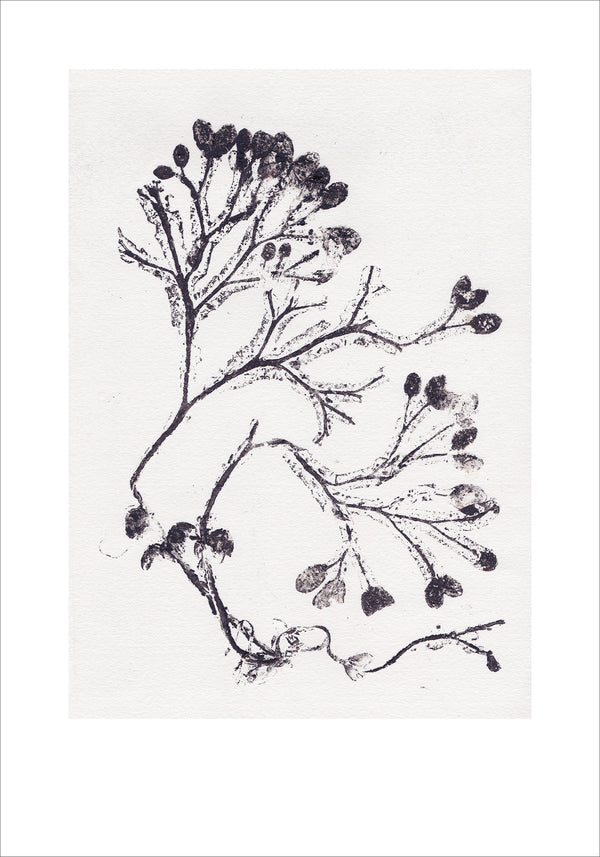 Seaweed Grey Paper Print - 70 x 100